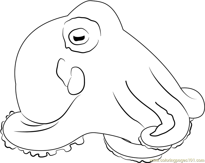 Octopus Marginatus