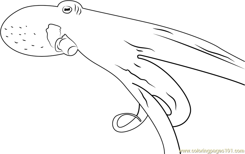 Octopus Swimming Coloring Page for Kids - Free Octopuses Printable