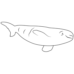 Beluga Whale Relaxing Free Coloring Page for Kids