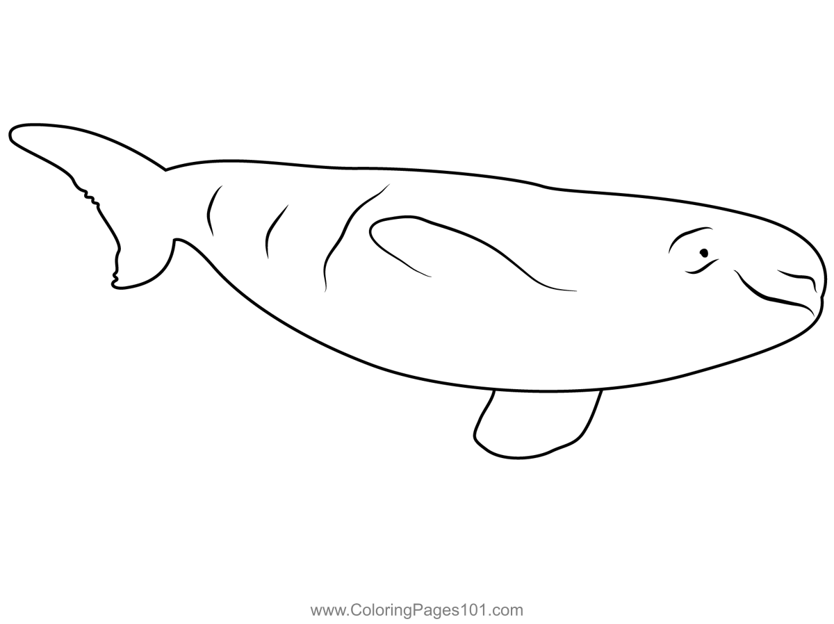 beluga whale coloring page