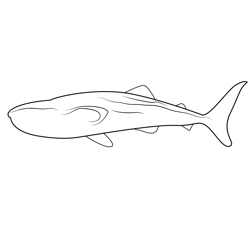 Black Patch Whale Free Coloring Page for Kids
