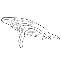 Endless Ocean Whales Free Coloring Page for Kids