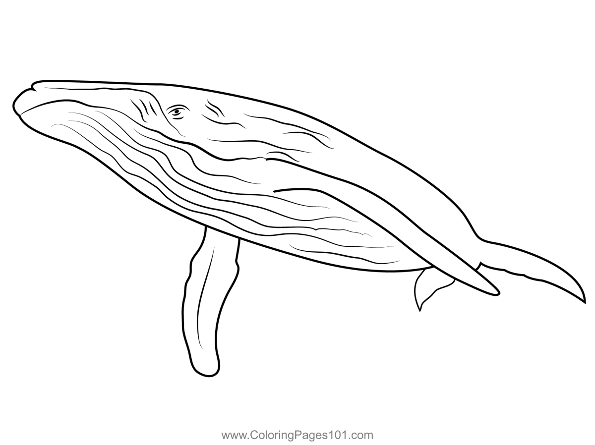 Endless Ocean Whales