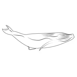 Haapai Humpback Whale Breach Free Coloring Page for Kids