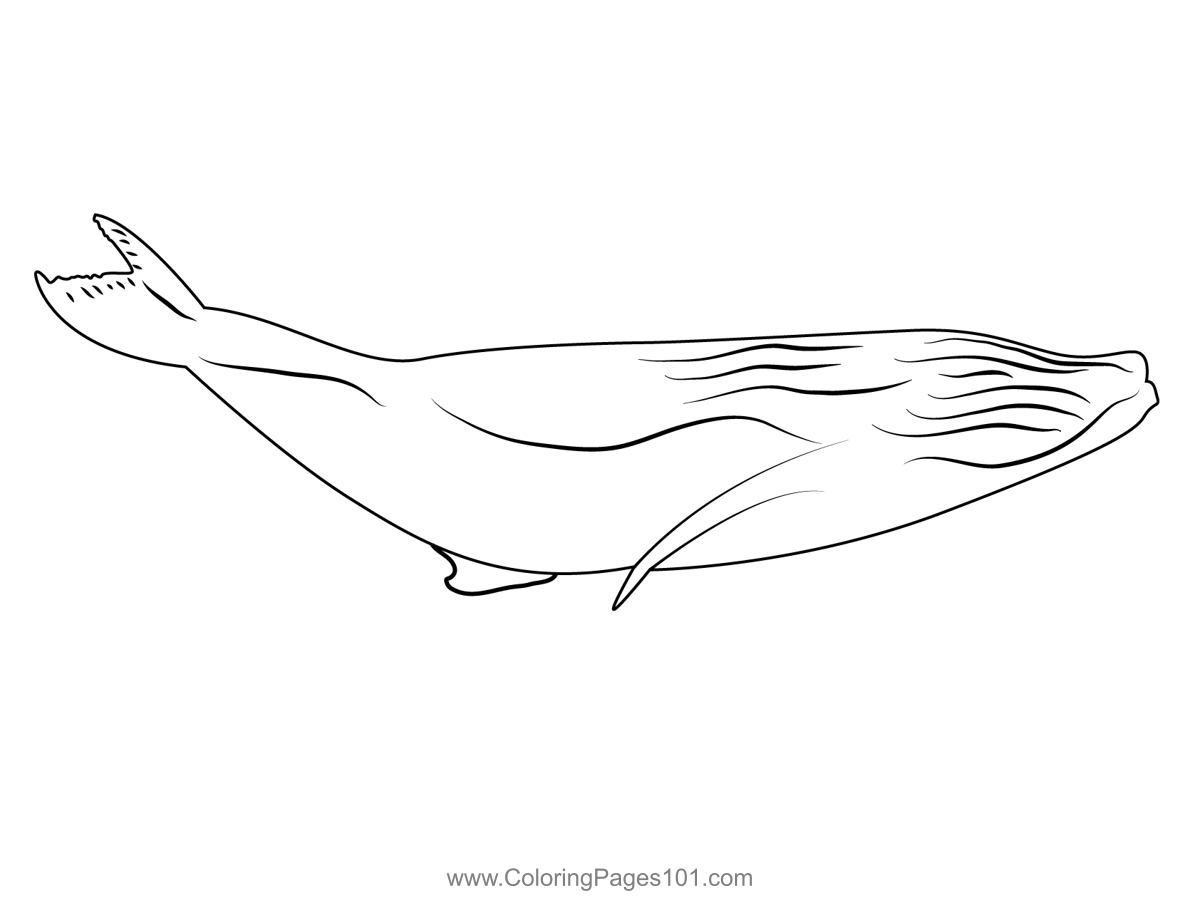 Haapai Humpback Whale Breach Coloring Page for Kids - Free Whales ...