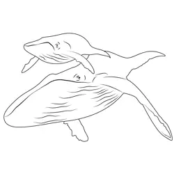 Humpback Whale Free Coloring Page for Kids
