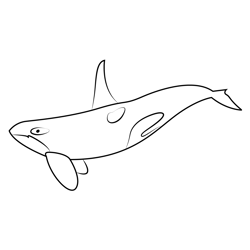 Killer Whale Free Coloring Page for Kids