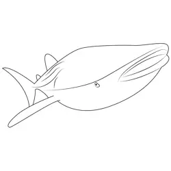 Smooth Whale Free Coloring Page for Kids
