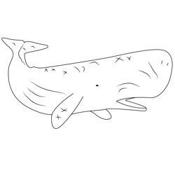 Sperm Whale Free Coloring Page for Kids