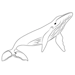 Whales Free Coloring Page for Kids