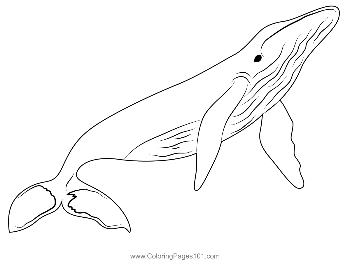 Cute Humpback Whale Coloring Pages