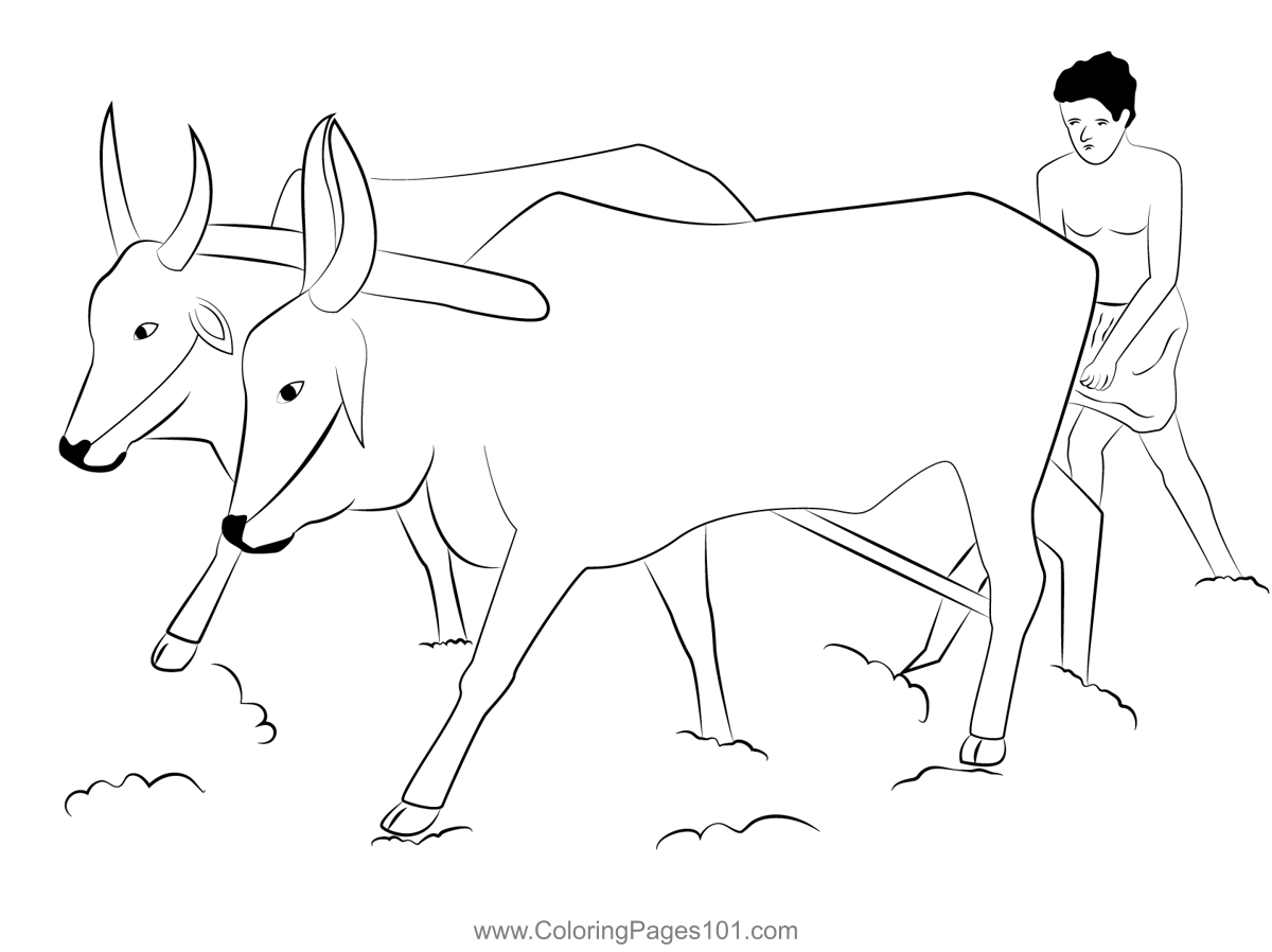 Farmer with Bulls