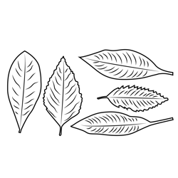 Autumn Leaves Free Coloring Page for Kids