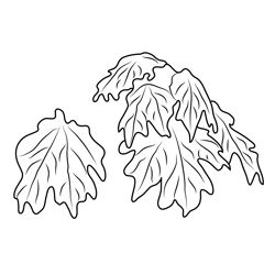 Maple Leaf In Autumn Free Coloring Page for Kids