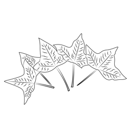 Maple Leaves Free Coloring Page for Kids