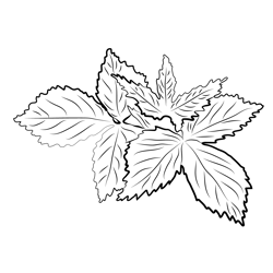 Raspberry New Leaf Free Coloring Page for Kids