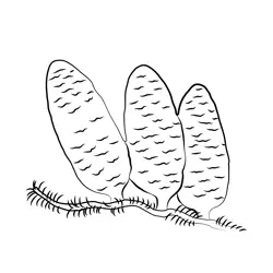 Fir Branch With Cone Free Coloring Page for Kids