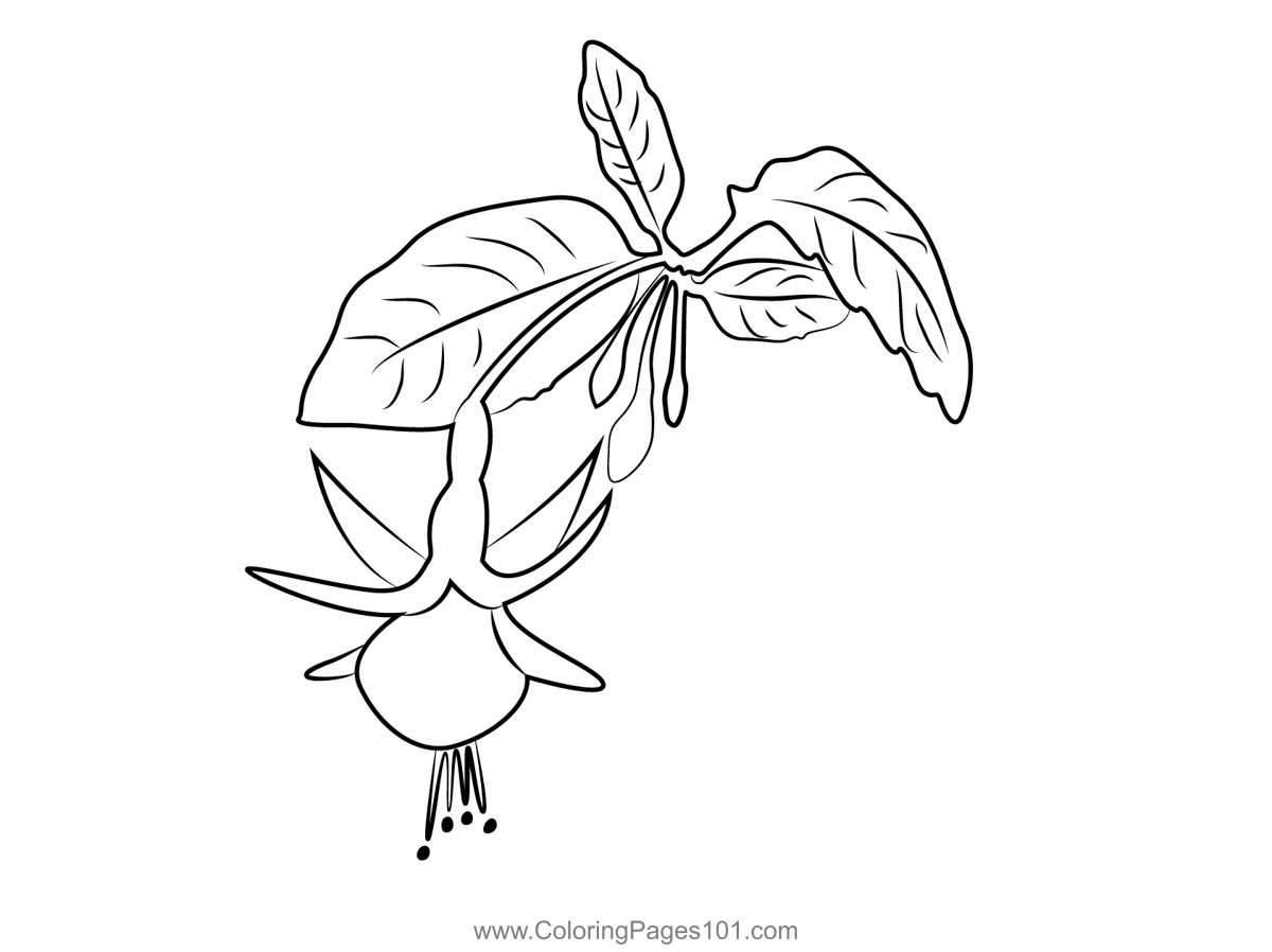 Fuchsia Plant