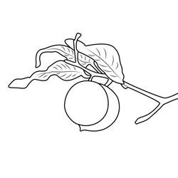Lemon Plant Free Coloring Page for Kids