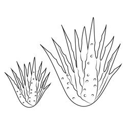 New Aloe Vera Plant Free Coloring Page for Kids