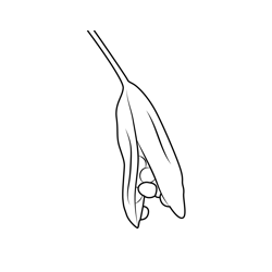 Seed Pod Free Coloring Page for Kids