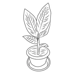 Turmeric Plant Free Coloring Page for Kids