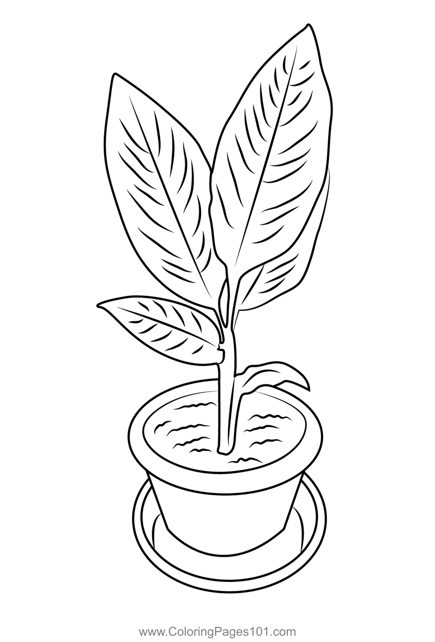 Turmeric Plant