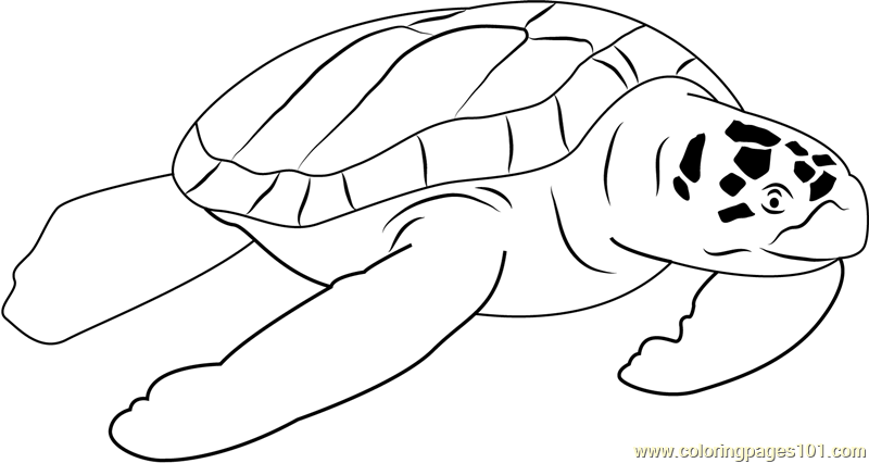 Beautiful Turtle Coloring Page for Kids - Free Turtle Printable