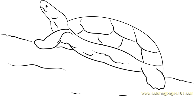 Black River Turtle Coloring Page for Kids - Free Turtle Printable