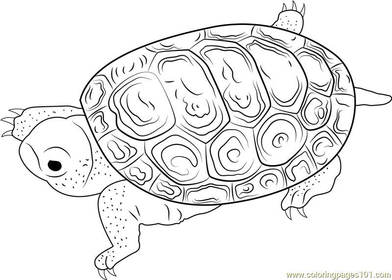 Centrata Carapace Coloring Page for Kids - Free Turtle Printable
