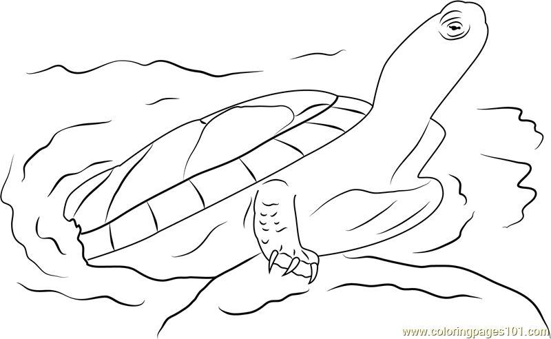 Eastern Painted Turtle Coloring Page for Kids - Free Turtles Printable