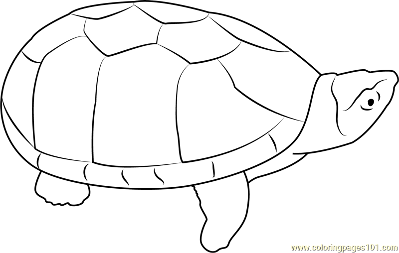 Musk Turtle Coloring Page for Kids - Free Turtle Printable Coloring