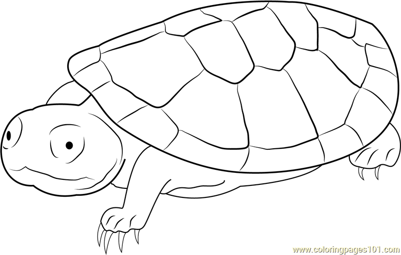 Sad Turtle Coloring Page for Kids - Free Turtle Printable Coloring