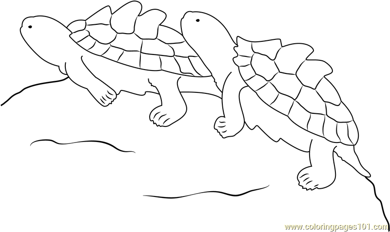 Two Turtle