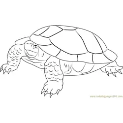 Angry Turtle Free Coloring Page for Kids