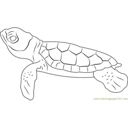 Baby at Turtle Free Coloring Page for Kids