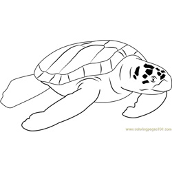 Beautiful Turtle Free Coloring Page for Kids