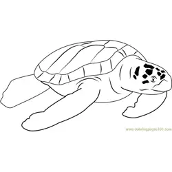Beautiful Turtle