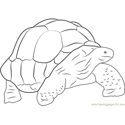 Big Turtle Free Coloring Page for Kids