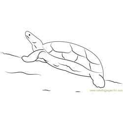Black River Turtle Free Coloring Page for Kids