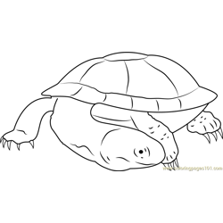 Black Spine Neck Swamp Turtle Free Coloring Page for Kids