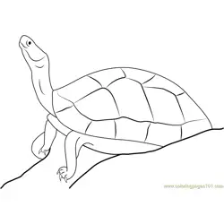 Black Turtle Free Coloring Page for Kids