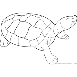 Burmese Roofed Turtle Free Coloring Page for Kids