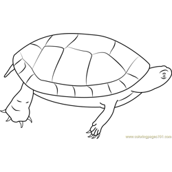 Chrysemys Picta Pittsylvania Free Coloring Page for Kids