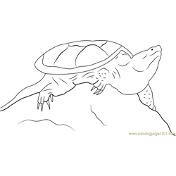 Common Snapping Turtle Free Coloring Page for Kids