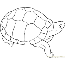 Eastern Box Turtle Free Coloring Page for Kids