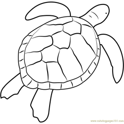 Green Sea Turtle Free Coloring Page for Kids