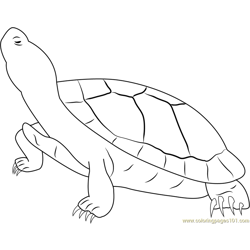 Jumbo Red Ear Slider Turtle Free Coloring Page for Kids