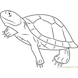 Mary River Turtle Free Coloring Page for Kids