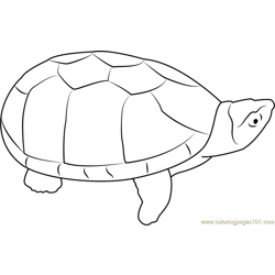 Musk Turtle Free Coloring Page for Kids